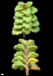 Veronica hookeriana. Sprigs from a plant from Taraponui, Hawke’s Bay, to show adaxial (above) and abaxial (below) leaf surfaces. Scale = 1 mm.
 Image: P.J. Garnock-Jones © Te Papa CC-BY-NC 3.0 NZ